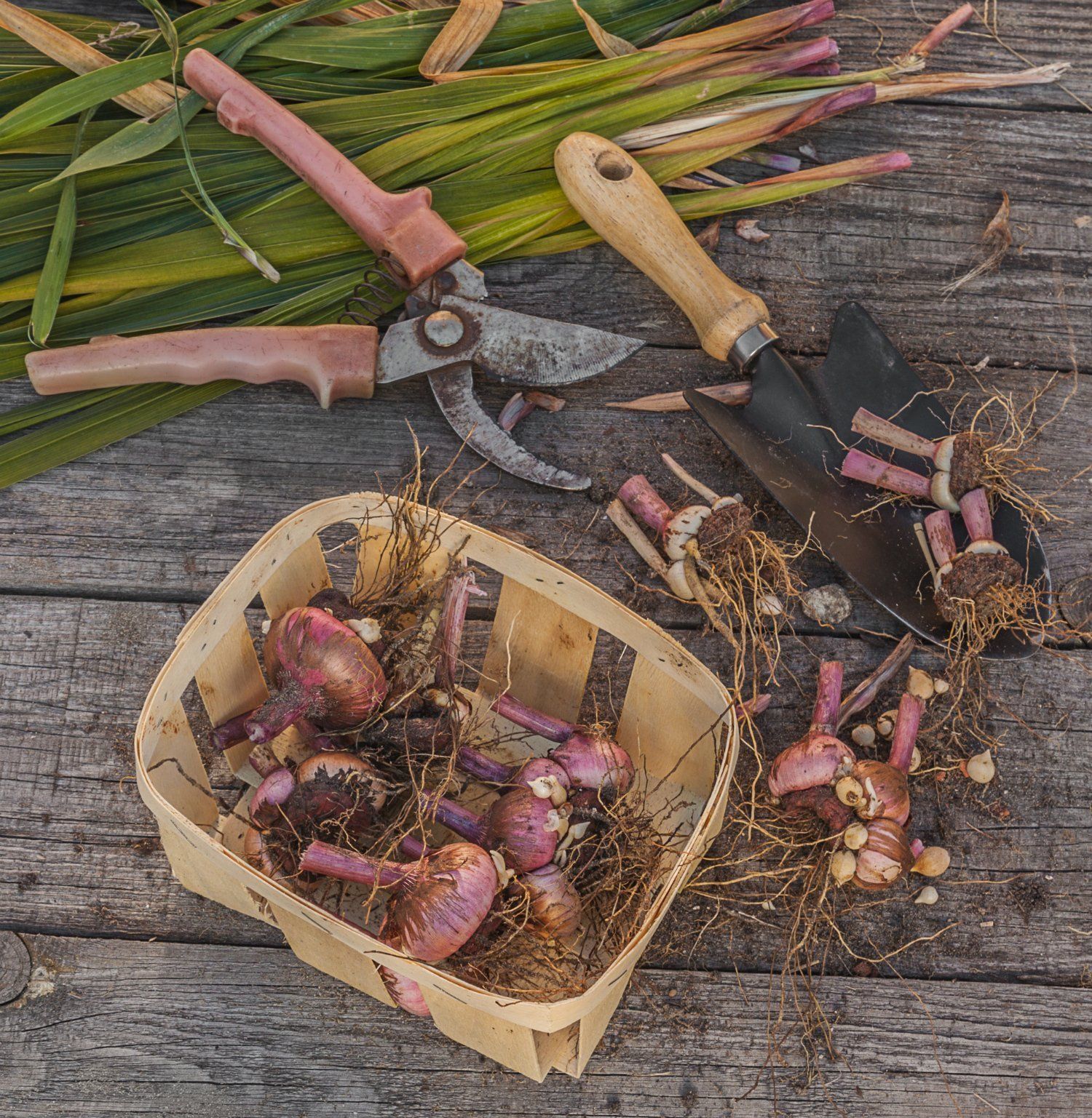 Основные способы хранения луковиц гладиолусов в зимнее время года - читать на lilyhammer.ru